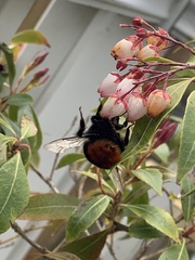 Bombus lapidarius