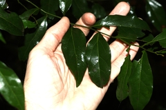 Cryptocarya triplinervis triplinervis