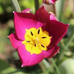 Tulipa humilis