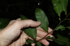 Cryptocarya triplinervis triplinervis