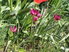 Tulipa humilis