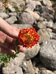 Glumicalyx goseloides