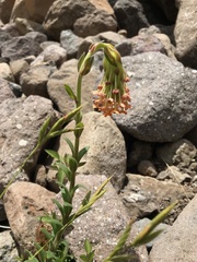 Glumicalyx goseloides