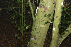 Cryptocarya triplinervis triplinervis