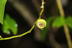Eupomatia laurina