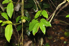 Eupomatia laurina
