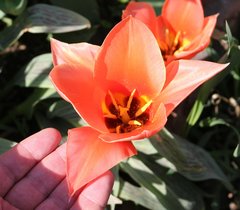 Tulipa greigii