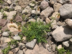 Glumicalyx goseloides