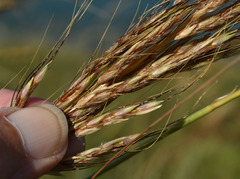 Sorghum plumosum
