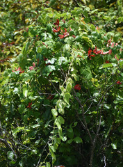 Passiflora aurantia aurantia