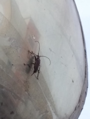 Aegolipton marginale