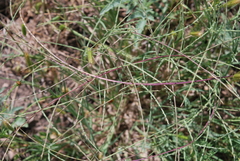 Schedonnardus paniculatus