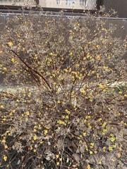 Magnoliopsida