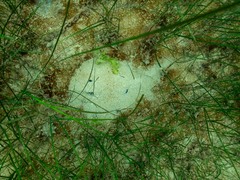 Trygonoptera imitata