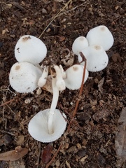 Leucoagaricus meleagris