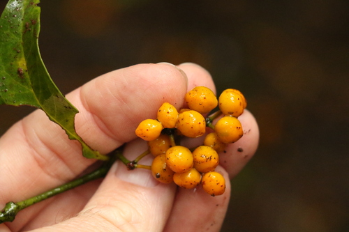 Image of Emmenosperma alphitonioides by (c) Greg Tasney, some rights reserved (CC BY-SA)