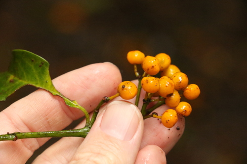 Image of Emmenosperma alphitonioides by (c) Greg Tasney, some rights reserved (CC BY-SA)