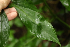 Sambucus australasica