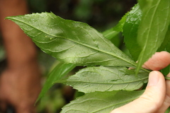Sambucus australasica