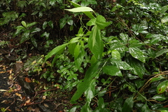 Sambucus australasica