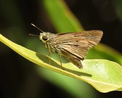 Pelopidas lyelli