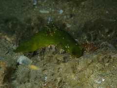 Tambja dracomus
