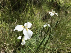 Moraea albicuspa