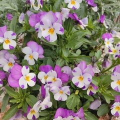 Viola × wittrockiana