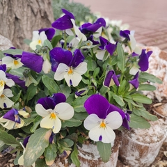 Viola × wittrockiana