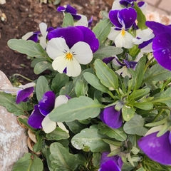 Viola × wittrockiana