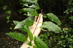 Deeringia arborescens