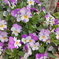 Viola × wittrockiana