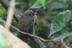 Malacoptila fulvogularis