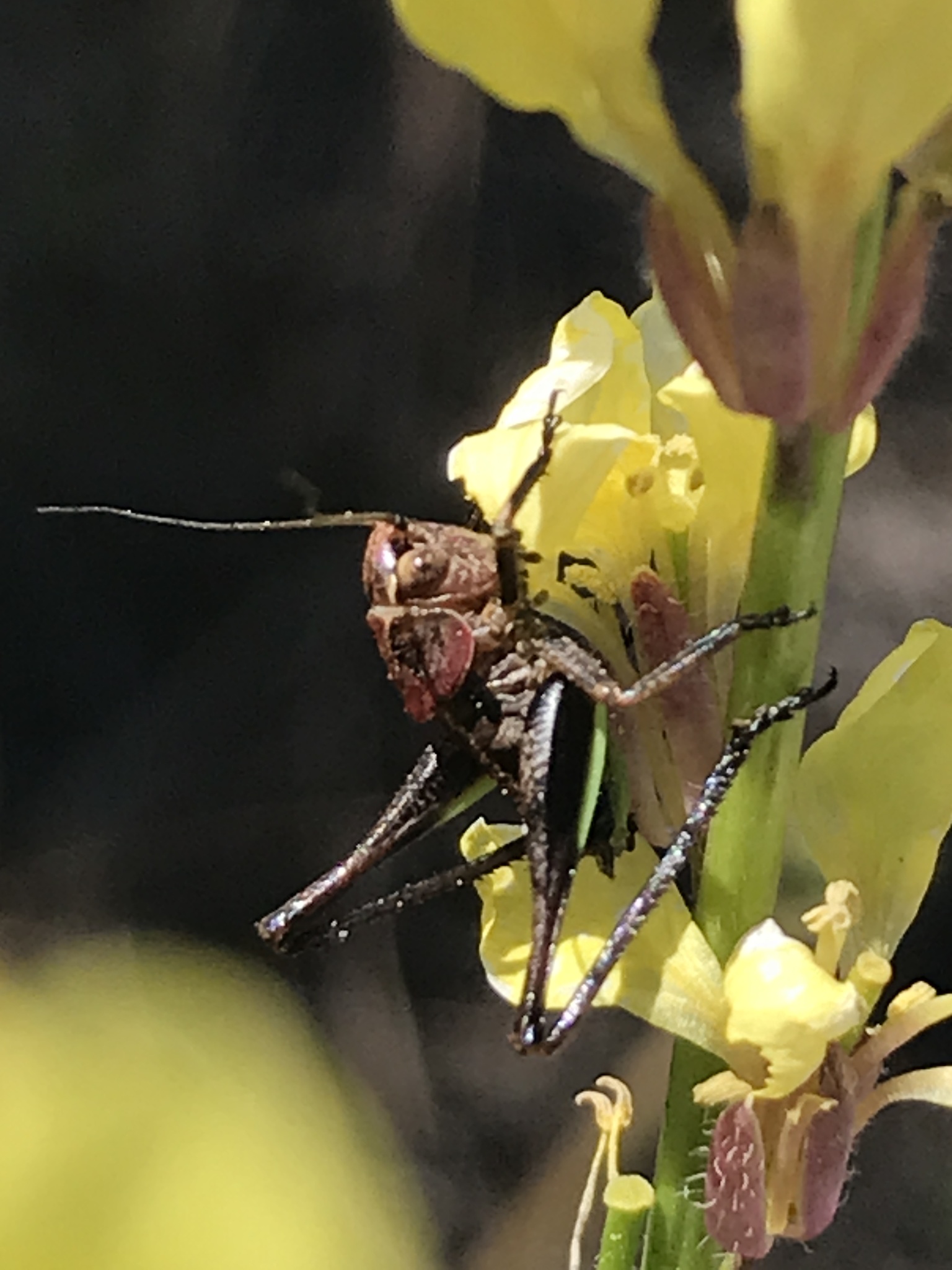 Decticus albifrons