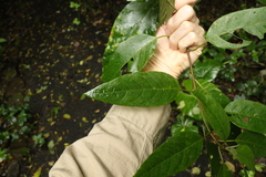 Deeringia arborescens