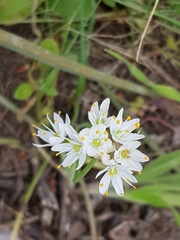 Allium subvillosum