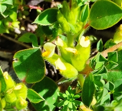 Tripodion tetraphyllum