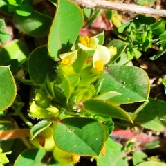 Tripodion tetraphyllum