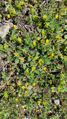 Tripodion tetraphyllum