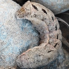 Noctuinae