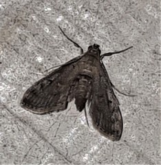 Parapoynx crisonalis