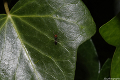 Crematogaster scutellaris