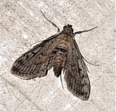 Parapoynx crisonalis