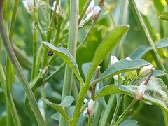 Cardamine