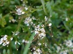 Cardamine