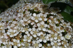 Aronia mitschurinii