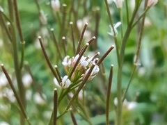 Cardamine