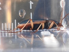Nebria lewisi