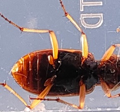 Nebria lewisi
