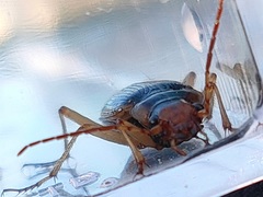Nebria lewisi